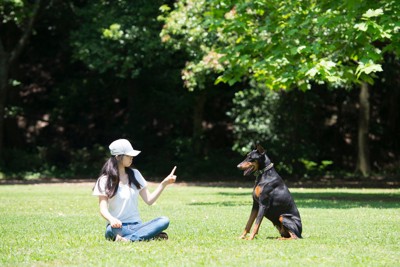 しつけをしている女性と犬
