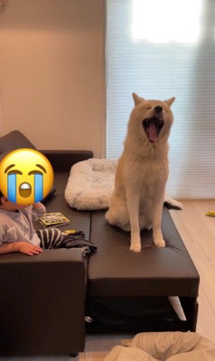 「そんなこと言われてもなあ…」