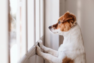 窓の外を眺める犬