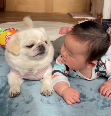 じっと見つめ合う犬と赤ちゃん