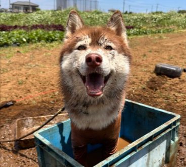 泥んこ