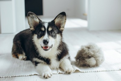 犬と毛玉ボール