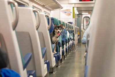 電車の座席に座る犬