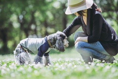 シニア犬と女性
