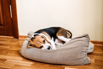落ち込んでいる犬