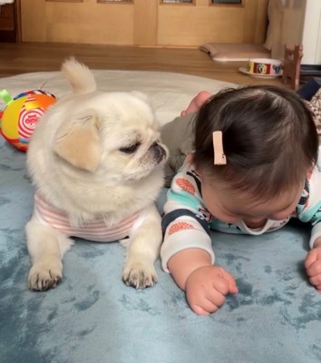 赤ちゃんを見つめる犬