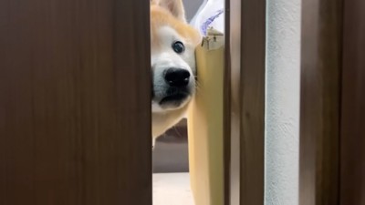 隙間から覗くらんまるくん