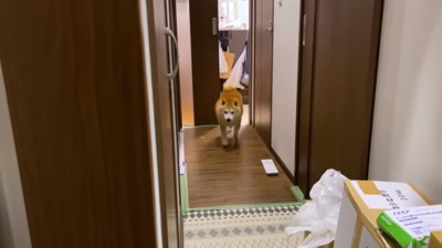 駆け寄るらんまるくん