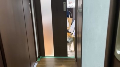 鼻で扉を開けるらんまるくん