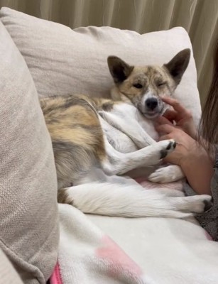 顔をつつかれるくっきーちゃん