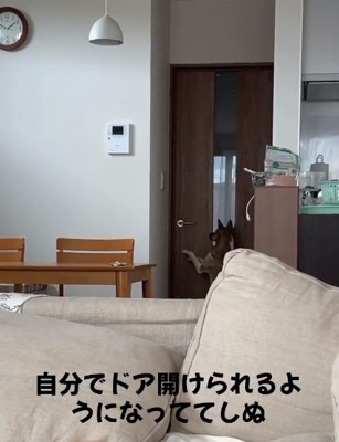 立ち上がるくっきーちゃん