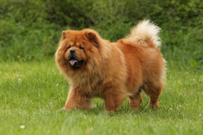 草の上をあるくチャウチャウ