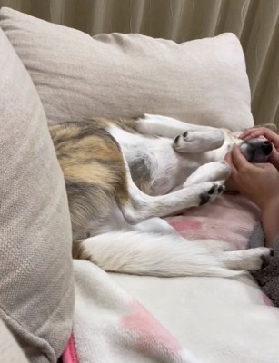 お腹を見せるくっきーちゃん