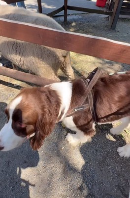 羊のお尻を嗅ぎ終わった犬