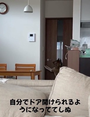 壁に手をつくくっきーちゃん