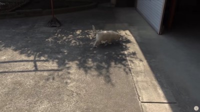 のびのびと庭を散策