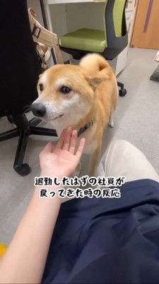 キョトンとする豆柴