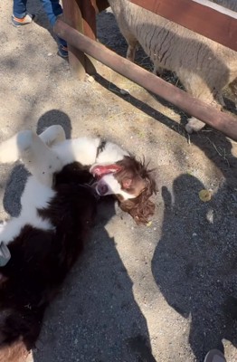 地面に寝転がってジタバタする犬