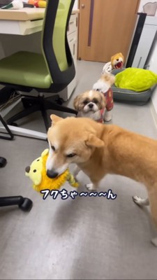 ヒコーキ耳でおもちゃを持ってくる豆柴