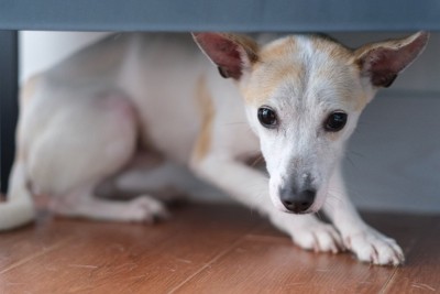 怖がって隠れる犬