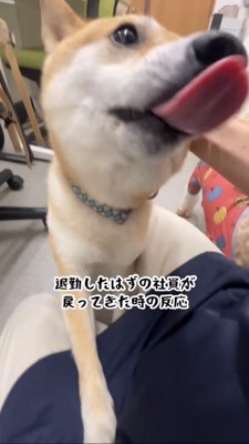 職員の顔を舐めようとする豆柴