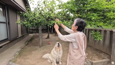庭の畑を見たり…