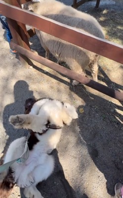 地面に寝転がる