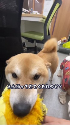ヒコーキ耳でおもちゃを持ってくる豆柴アップ