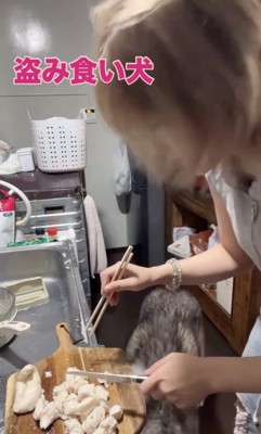 飼い主さん「!?」