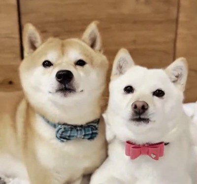 夫婦犬