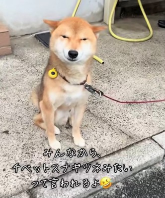 きょとんとした表情で座る犬