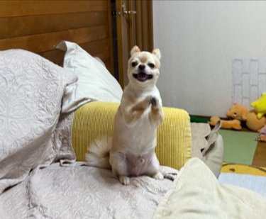芸達者