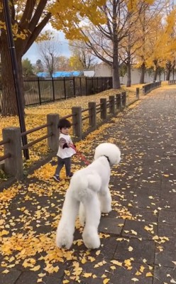 ハンモックを揺らす大型犬