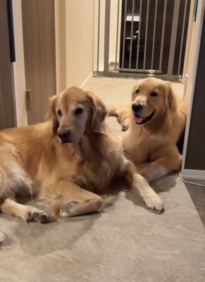 コロッケくんとこまき先輩