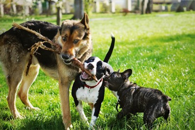 仲良く遊ぶ体格の違う犬たち