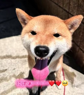 舌を出して笑顔を見せる犬