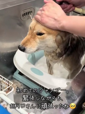 シャンプーをされる犬