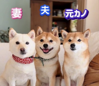 犬の3ショット