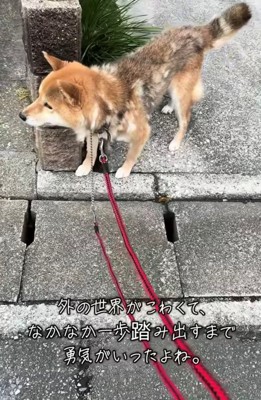 塀の陰から先をうかがう犬