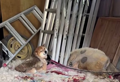 倉庫で座り込む犬