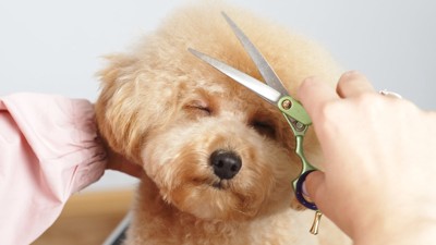 毛をカットしてもらう犬