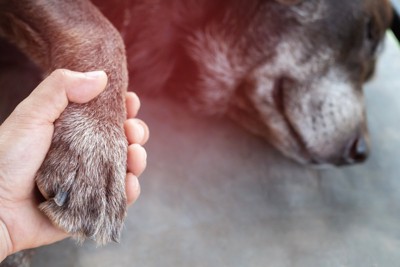 横に倒れた犬の前足を握る