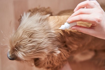 薬を滴下されている犬