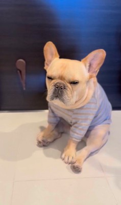 お散歩のあとのロビちゃん