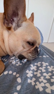 どんな夢を見ているのかな?