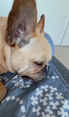 スヤスヤお昼寝中