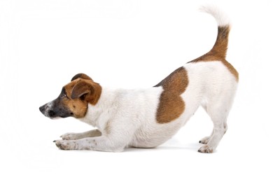 プレイバウする犬
