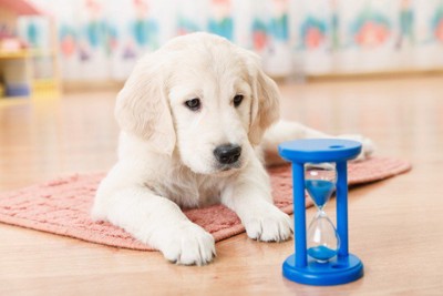 砂時計と犬
