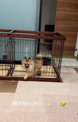 自由なナッツちゃん