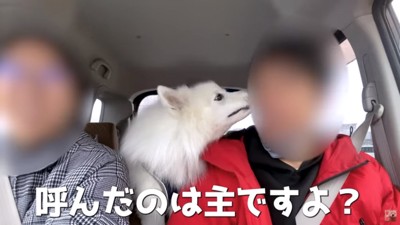 パパを見るぽてちゃん